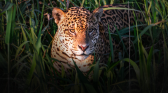 Objectif wild S2E2 Face a face avec les jaguars photo Rodolphe Guignard (7).png
