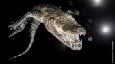 Objectifwildcroco.jpg