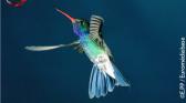 Ushuaia nature les cavaliers du vent Colibri_v.jpg