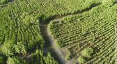 Vie-Secrete-Mangroves-Senegal-WON.jpg