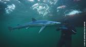 alarencontredesrequins4.jpg