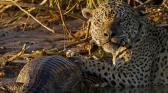 au-nom-des-jaguars.jpg