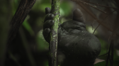 gorille.png