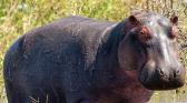 hippopotames.jpg