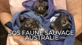 sosfaunesauvagee1_catchup.jpg