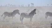 vignette Africa_Okavango_17.jpg