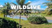 wildliveexpeditionsnouvellecaledonie.jpg