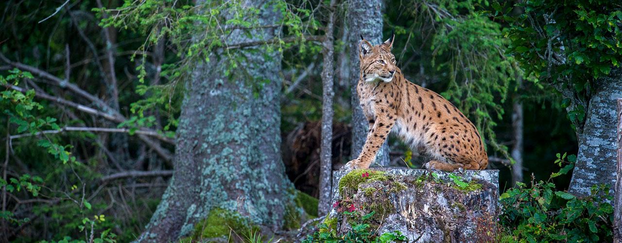 Tour de France de la nature
