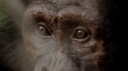 Le chagrin des animaux - regard singe (c) Getty.png
