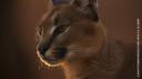 Caracal.jpg