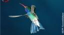 Ushuaia nature les cavaliers du vent Colibri_v.jpg