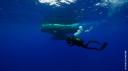 alarencontredesbaleines1.jpg