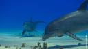 alarencontredesbaleines2.jpg