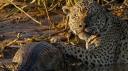 au-nom-des-jaguars.jpg