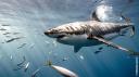 aupluspresdesrequins.jpg