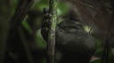 gorille.png