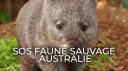 sosfaunesauvagee3_catchup.jpg