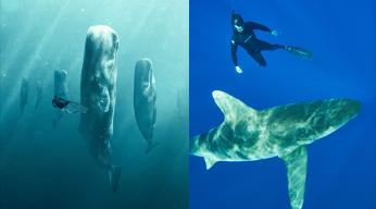 A la rencontre des baleines / requins avec Steve Backshall