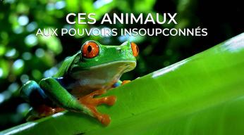 Ces animaux aux pouvoirs insoupçonnés