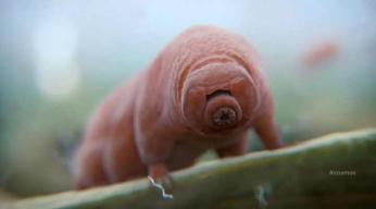 Tardigrade, l'animal indestructible