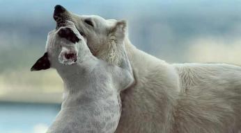 Des plaisirs pas si bêtes