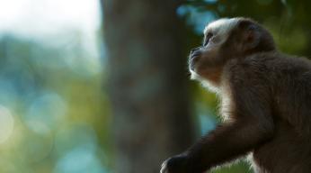 Les lisières de la forêt