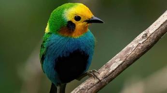 Gardiens des oiseaux