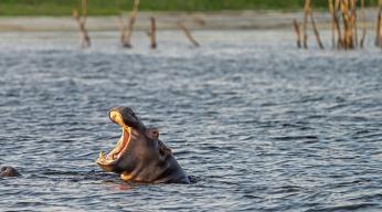 A la rencontre des hippopotames