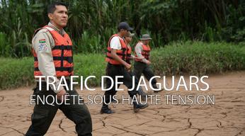 Trafic de jaguars