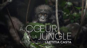 Au coeur de la jungle