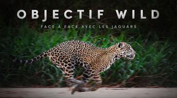 Objectif wild, face à face avec les jaguars