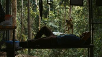 Les lisières de la forêt -Rusber allongé photo Sergio Bastani © Sharing Productions.jpg