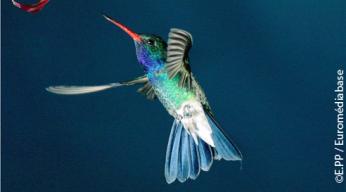 Ushuaia nature les cavaliers du vent Colibri_v.jpg