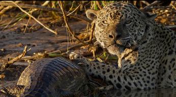au-nom-des-jaguars.jpg