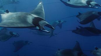 mobula.jpg