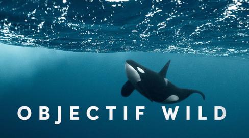 Objectif wild, face à face avec les orques