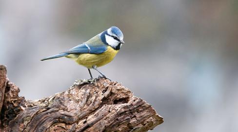 Un siècle pour les oiseaux