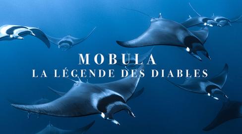 Mobula, la légende des diables