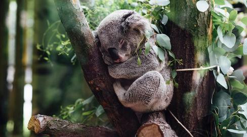 SOS faune sauvage - Australie