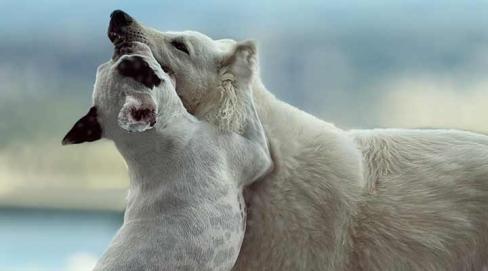 Des plaisirs pas si bêtes