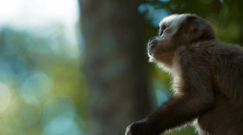 Les lisières de la forêt
