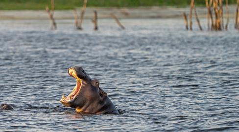 A la rencontre des hippopotames