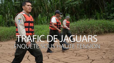 Trafic de jaguars