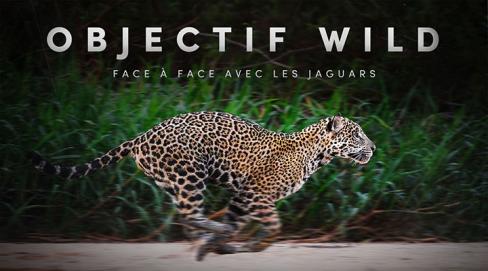 Objectif wild, face à face avec les jaguars