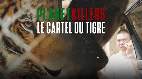 PLanet killers, le cartel du tigre