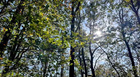 Forêts françaises en quête d'avenir