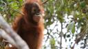 L'Odyssée des primates