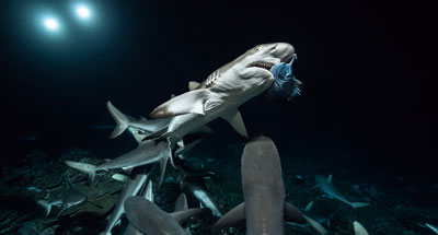 700 requins dans la nuit 700 requins dans la nuit