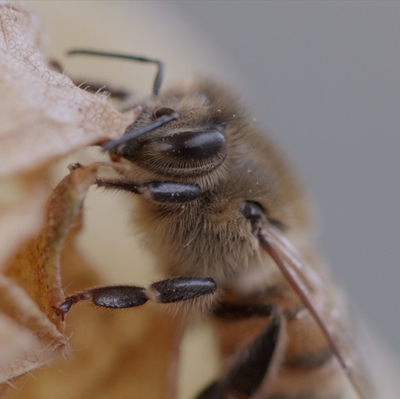 Abeille Abeille