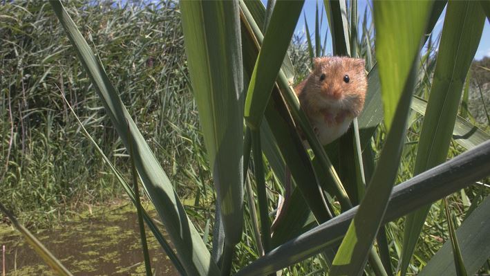 Aelia la souris des moissons Aelia la souris des moissons